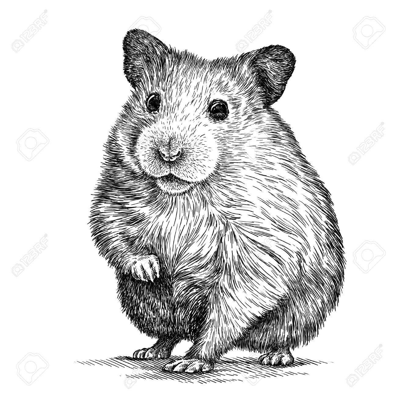 摘出ハムスター イラスト スケッチを刻みます。線形の芸術の写真素材