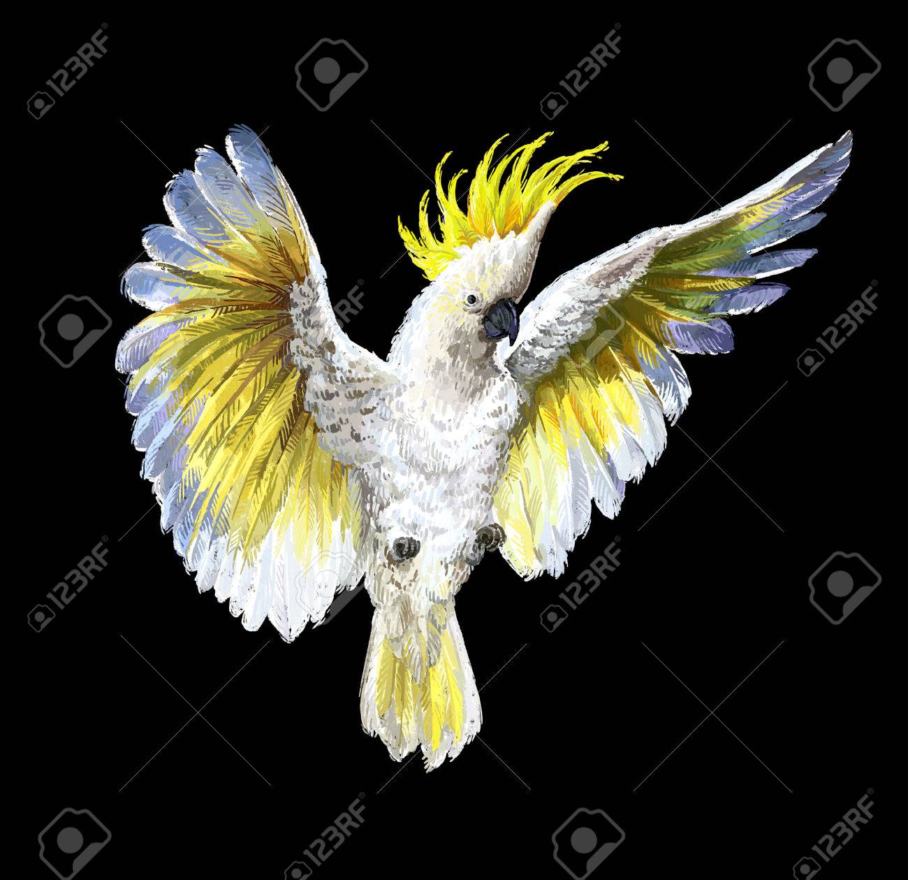 tropical birds parrots crested cockatoo isolated on black stock