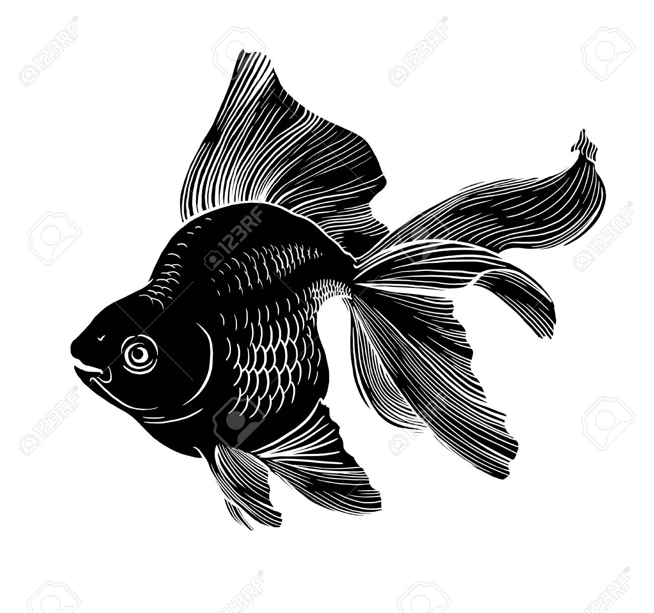 金魚イラスト アート ライン水中彫刻黒と白 の写真素材 画像素材 Image