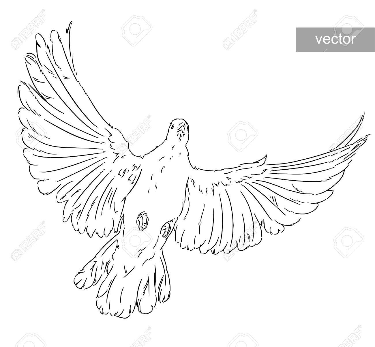La Paloma De La Paz Del Pajaro Blanco Ilustraciones Vectoriales Clip Art Vectorizado Libre De Derechos Image