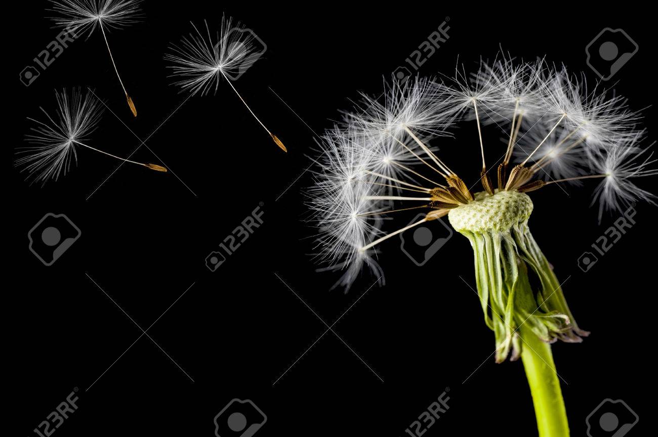dandelion seed head isolated on a black background stock photo