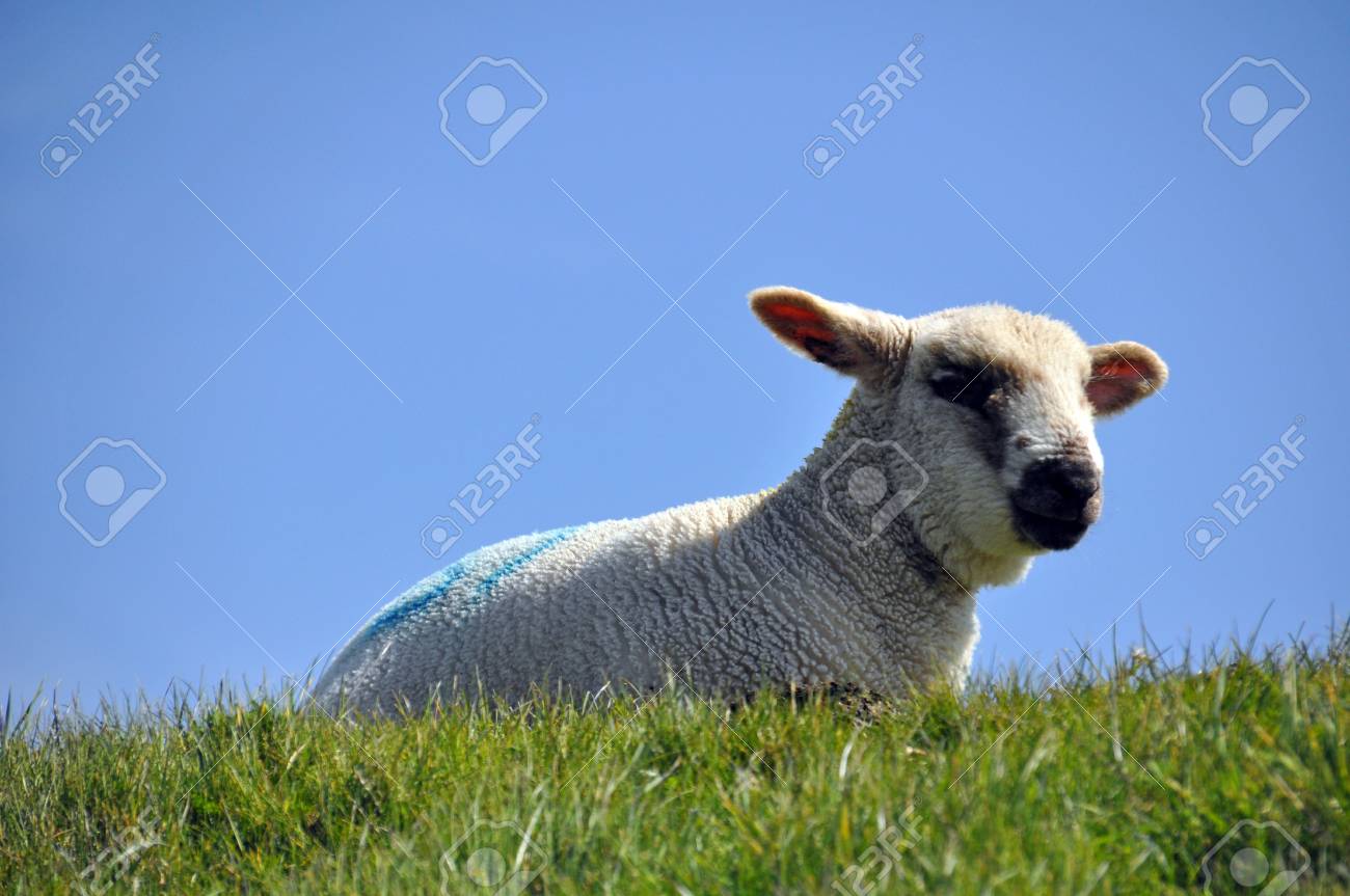 etiam-dictum-ipsum-a-felis