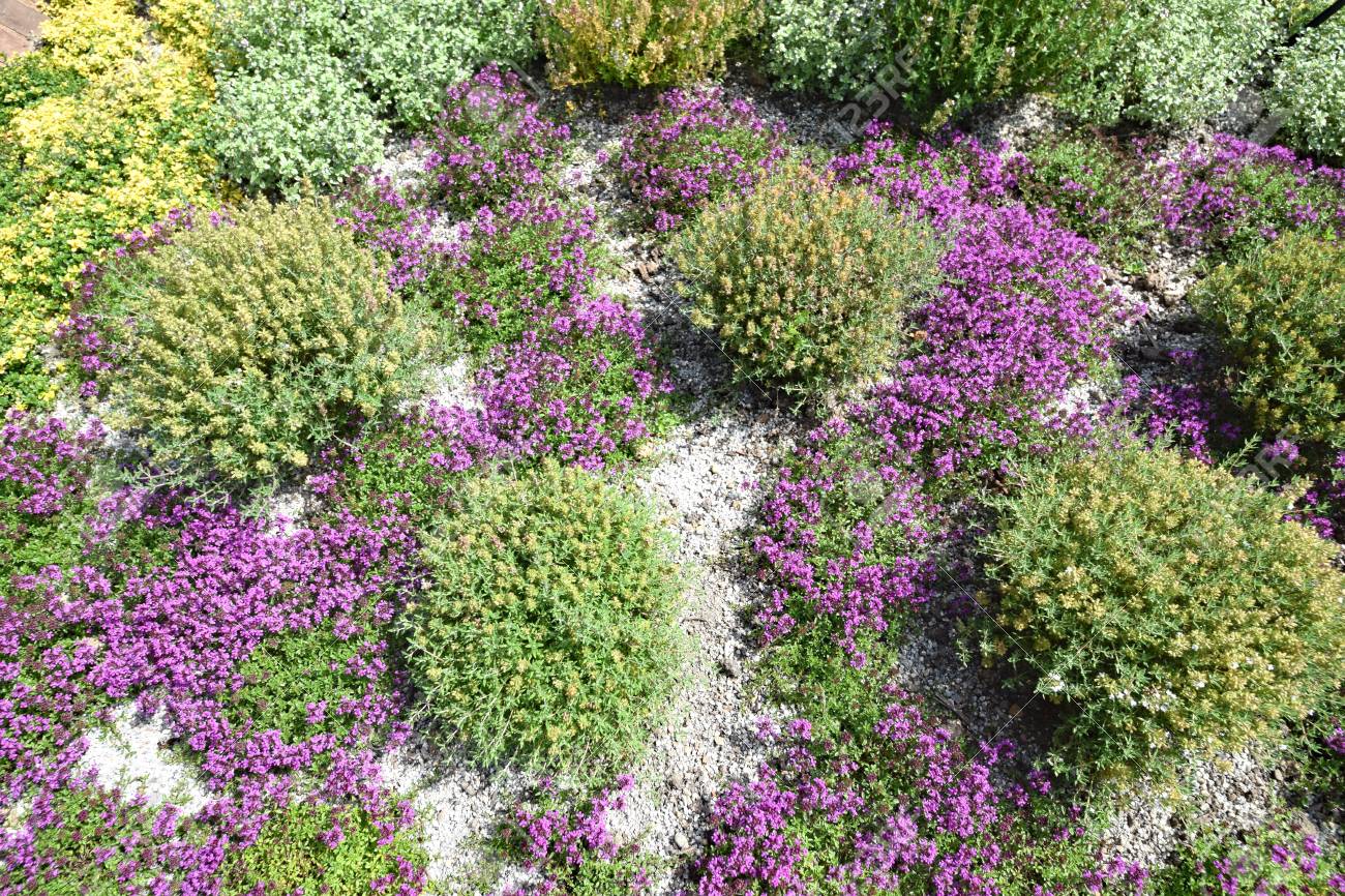 Common garden herbs photos — 1