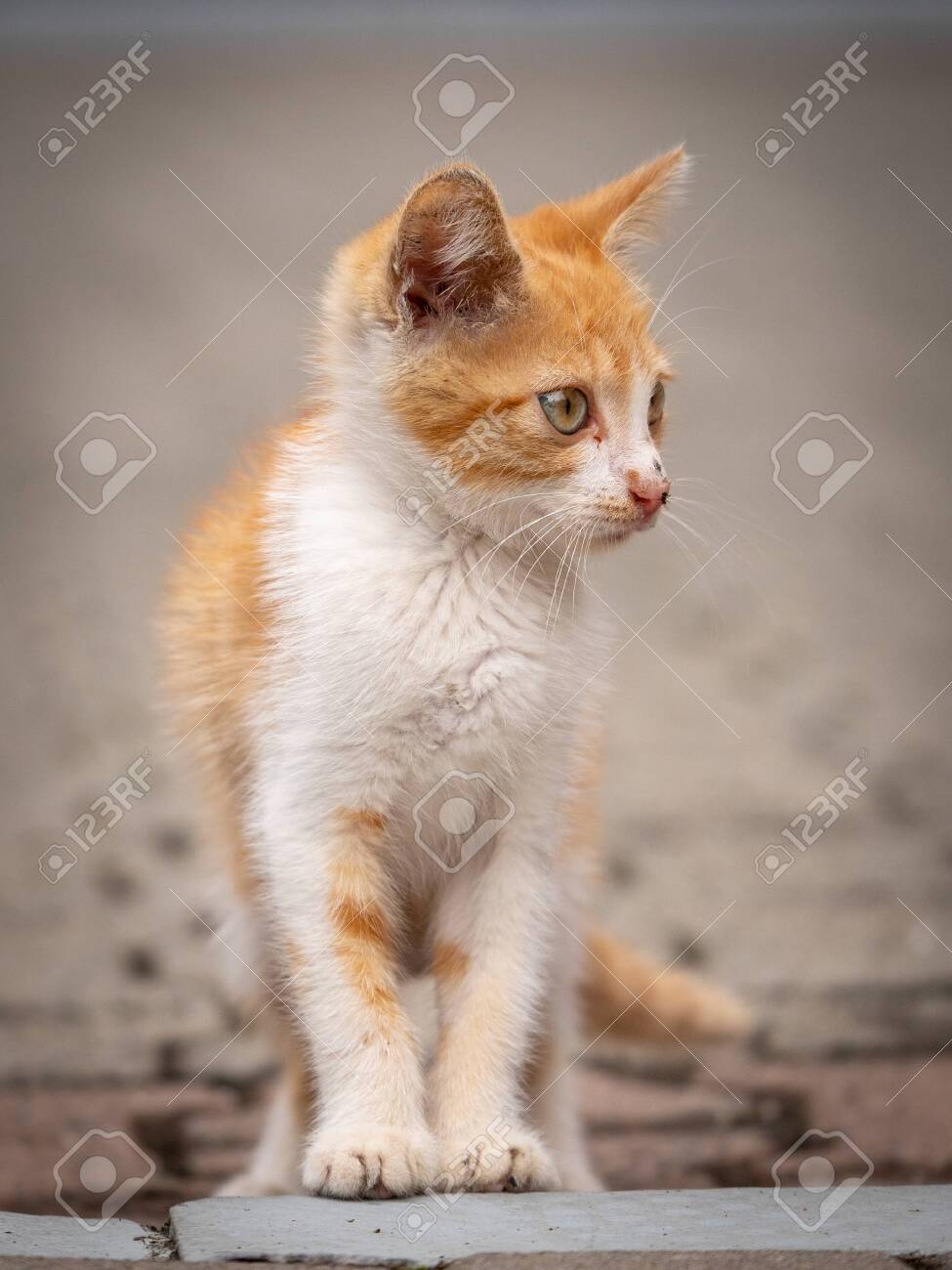buy ginger kitten