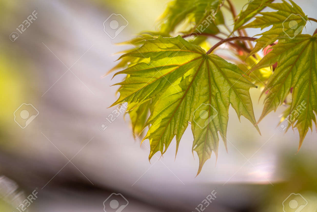 Blooming Norway Maple, platanoides, in beautiful light. Spring season background, spring colors - 170095181 Blooming Norway Maple, platanoides, in beautiful light. Spring season background, spring colors - 170095181