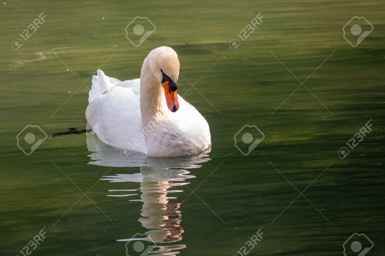 A graceful white swan swimming on a lake with dark green water. The white swan is reflected in the water. The mute swan, Cygnus olor - 170095460 A graceful white swan swimming on a lake with dark green water. The white swan is reflected in the water. The mute swan, Cygnus olor - 170095460