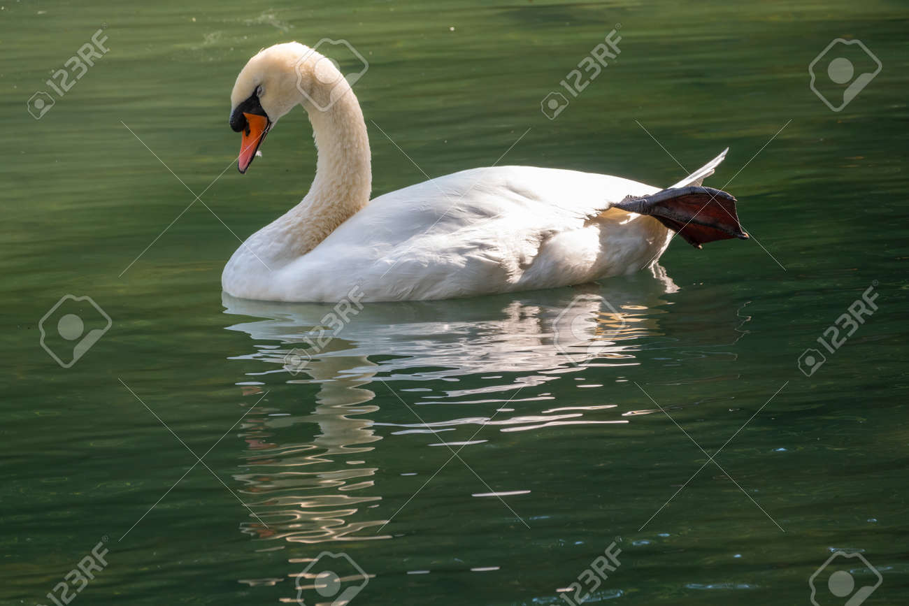A graceful white swan swimming on a lake with dark green water. The white swan is reflected in the water. The mute swan, Cygnus olor - 170095461 A graceful white swan swimming on a lake with dark green water. The white swan is reflected in the water. The mute swan, Cygnus olor - 170095461