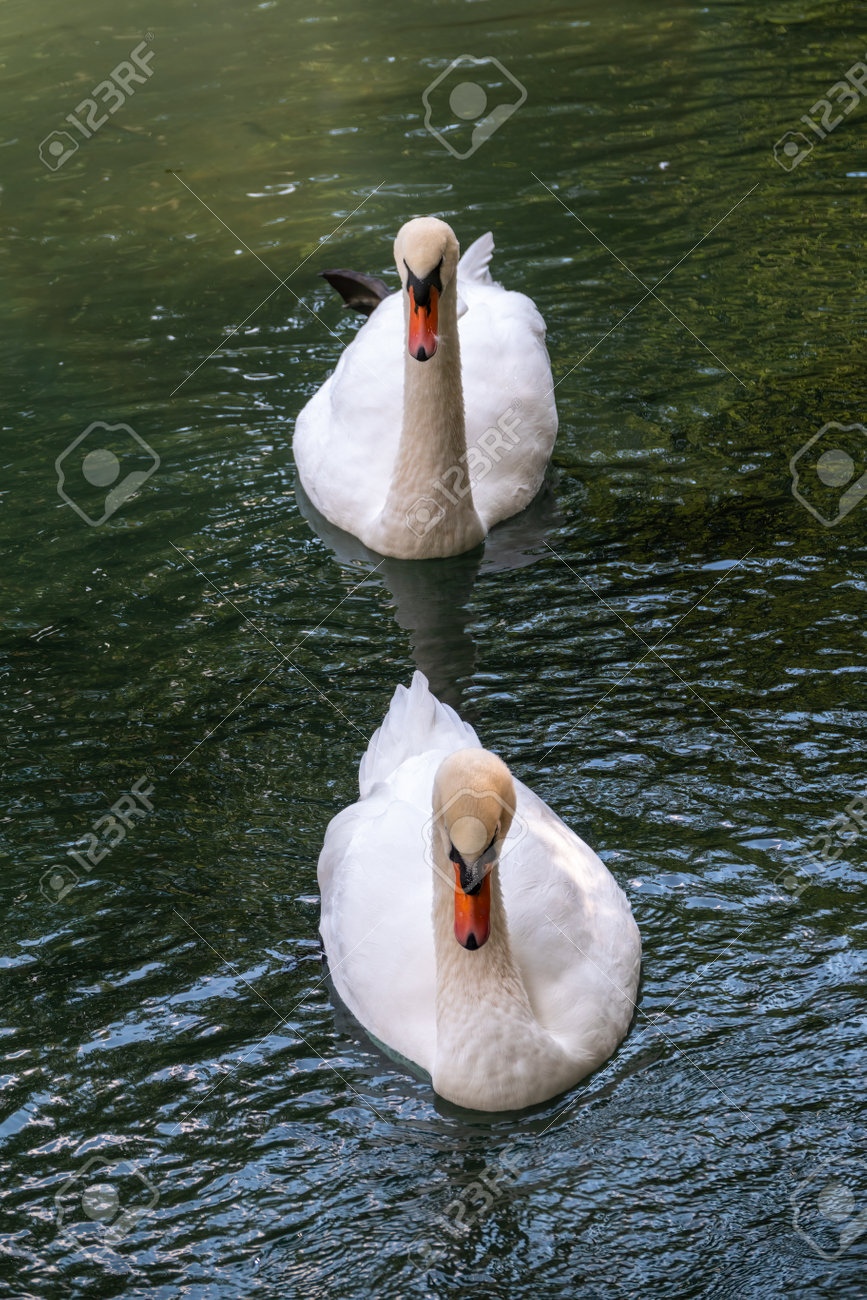 Two graceful white swans swim in the dark water. The mute swan, Cygnus olor - 170095465 Two graceful white swans swim in the dark water. The mute swan, Cygnus olor - 170095465