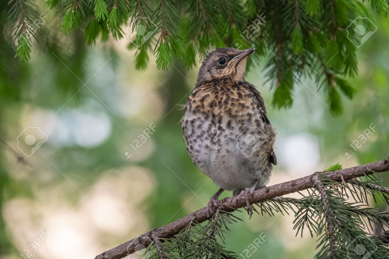 A fieldfare chick, Turdus pilaris, has left the nest and is sitting on a branch. A chick of fieldfare sitting and waiting for a parent on a branch. Wildlife scene from spring forest. - 170295234 A fieldfare chick, Turdus pilaris, has left the nest and is sitting on a branch. A chick of fieldfare sitting and waiting for a parent on a branch. Wildlife scene from spring forest. - 170295234