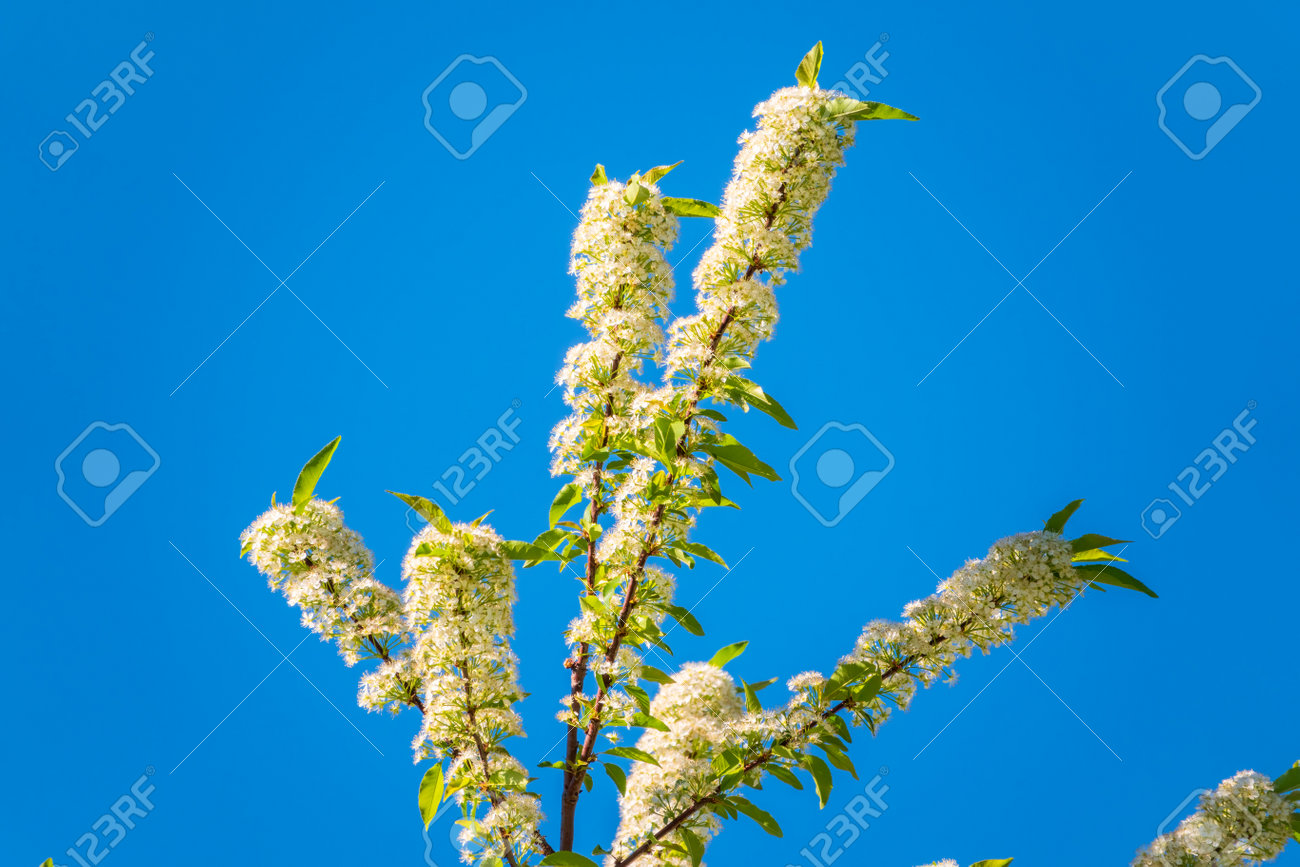 White cherry flowers on blue sky background. The branches of a blossoming tree. Cherry tree with white flowers. Blurred background. - 170296100 White cherry flowers on blue sky background. The branches of a blossoming tree. Cherry tree with white flowers. Blurred background. - 170296100