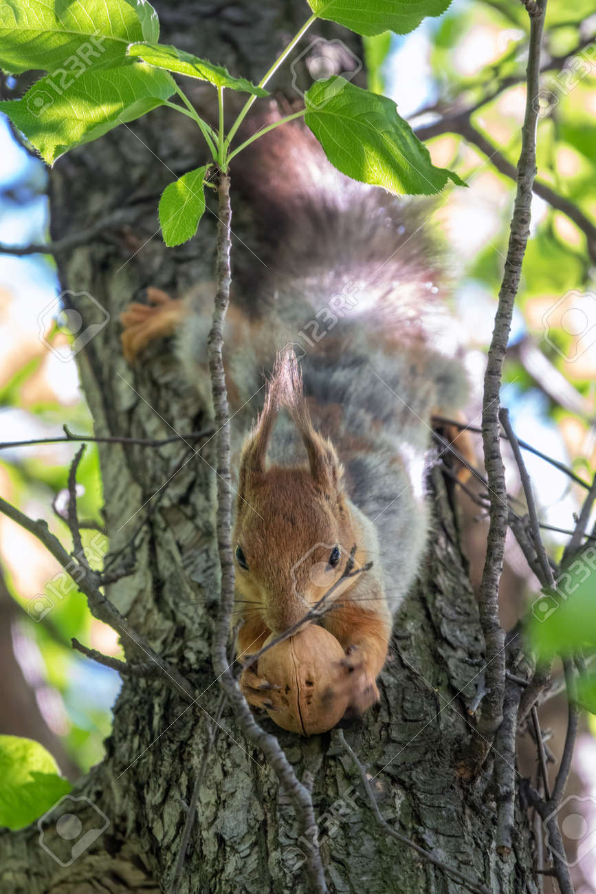 The squirrel with nut sits on a branches in the spring or summer. Eurasian red squirrel, Sciurus vulgaris - 170294826 The squirrel with nut sits on a branches in the spring or summer. Eurasian red squirrel, Sciurus vulgaris - 170294826