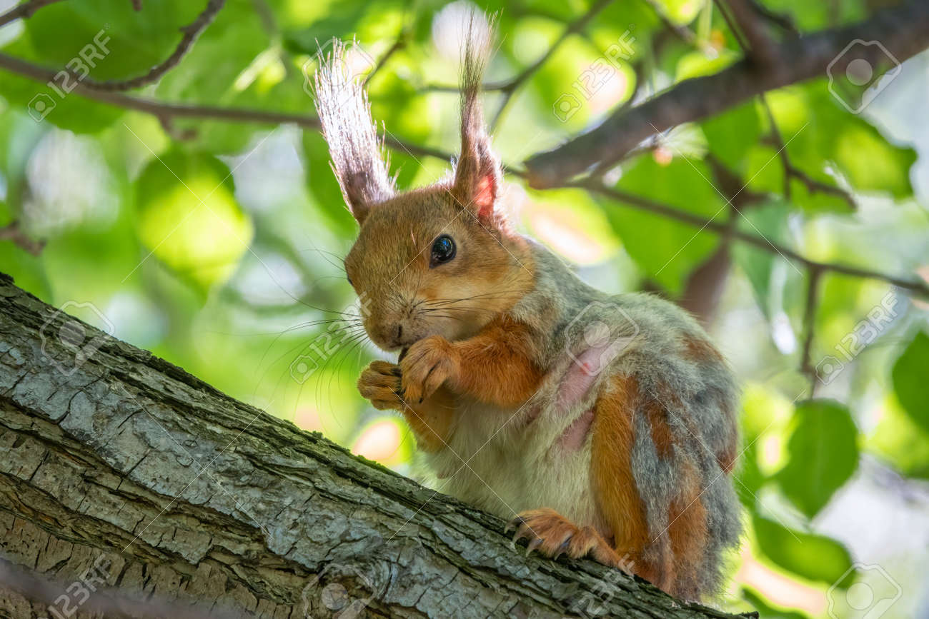 The squirrel with nut sits on a branches in the spring or summer. Eurasian red squirrel, Sciurus vulgaris - 170295779 The squirrel with nut sits on a branches in the spring or summer. Eurasian red squirrel, Sciurus vulgaris - 170295779