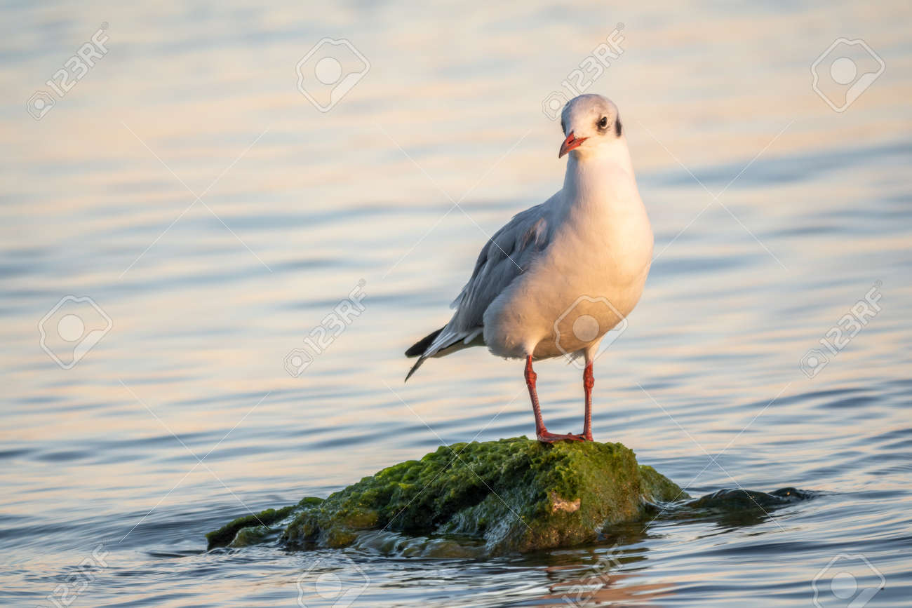 Seagull sits on stone cliff at the sea shore. The European herring gull, Larus argentatus - 170295238 Seagull sits on stone cliff at the sea shore. The European herring gull, Larus argentatus - 170295238