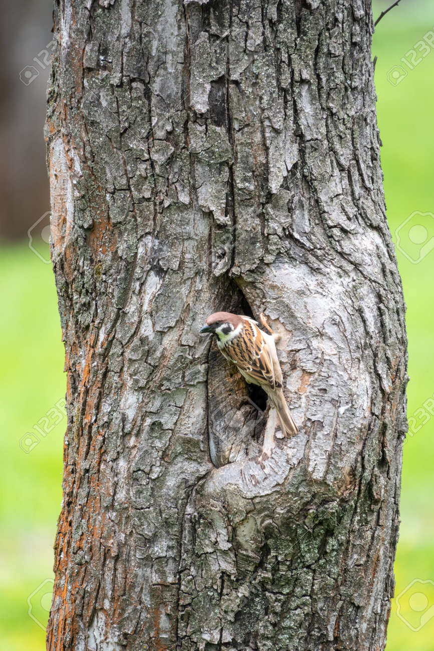 Sparrow sits on a tree trunk near the hollow and is wary of the situation. - 170220739 Sparrow sits on a tree trunk near the hollow and is wary of the situation. - 170220739