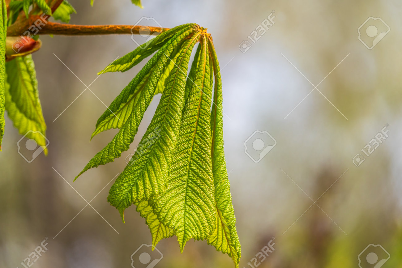 Green Chestnut Leaves in beautiful light. Spring season, spring colors. Aesculus hippocastanum, the horse chestnut - 170219795 Green Chestnut Leaves in beautiful light. Spring season, spring colors. Aesculus hippocastanum, the horse chestnut - 170219795