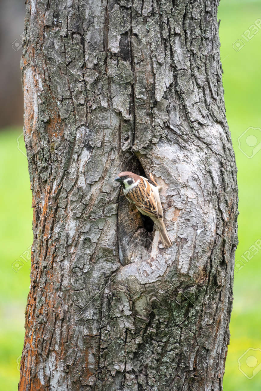 Sparrow sits on a tree trunk near the hollow and is wary of the situation. - 170384977 Sparrow sits on a tree trunk near the hollow and is wary of the situation. - 170384977