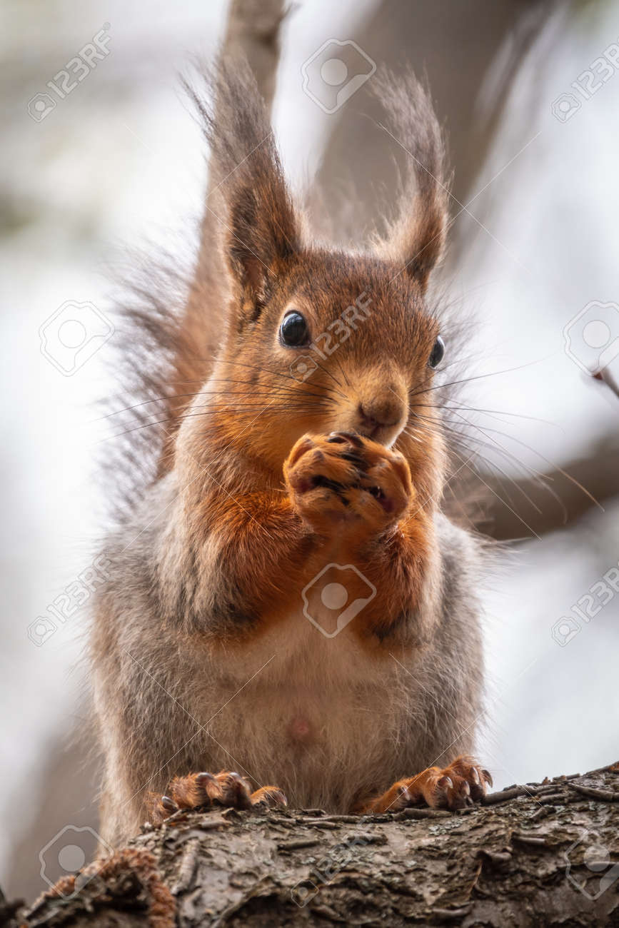 The squirrel with nut sits on a branches in the spring or summer. Eurasian red squirrel, Sciurus vulgaris - 170385591 The squirrel with nut sits on a branches in the spring or summer. Eurasian red squirrel, Sciurus vulgaris - 170385591