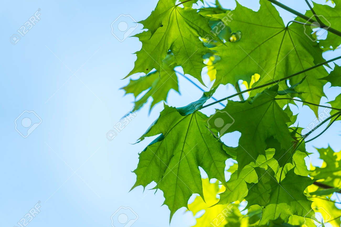 Spring branches of maple tree with fresh green leaves on a background of blue sky. Spring leaves and blue sky as background. Spring background with copy space - 170316871 Spring branches of maple tree with fresh green leaves on a background of blue sky. Spring leaves and blue sky as background. Spring background with copy space - 170316871