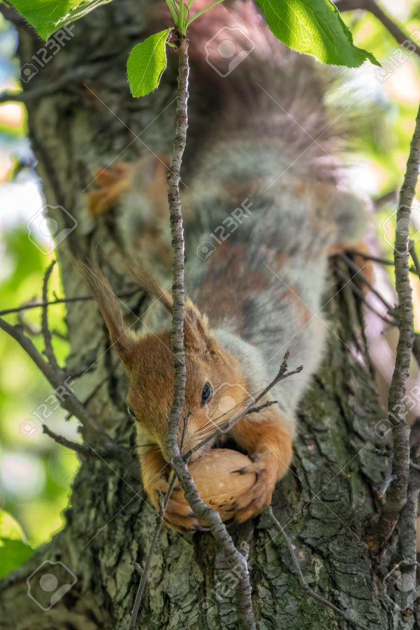 The squirrel with nut sits on a branches in the spring or summer. Eurasian red squirrel, Sciurus vulgaris - 170399568 The squirrel with nut sits on a branches in the spring or summer. Eurasian red squirrel, Sciurus vulgaris - 170399568