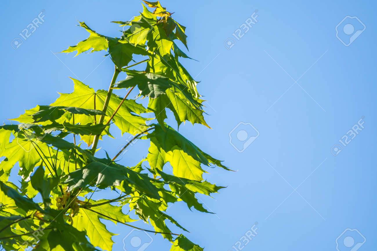 Spring branches of maple tree with fresh green leaves on a background of blue sky. Spring leaves and blue sky as background. Spring background with copy space - 170399492 Spring branches of maple tree with fresh green leaves on a background of blue sky. Spring leaves and blue sky as background. Spring background with copy space - 170399492