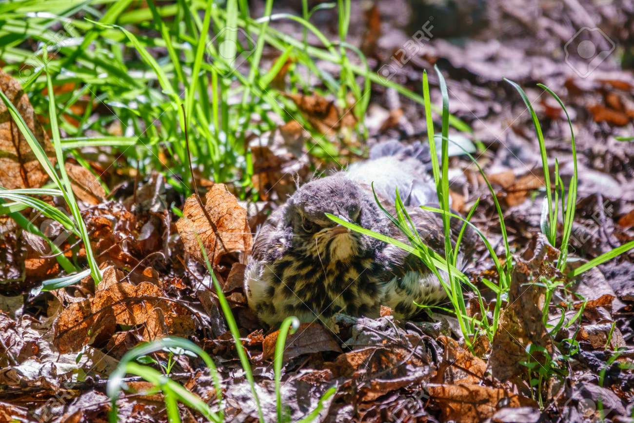 A fieldfare chick, Turdus pilaris, has left the nest and sitting on the spring lawn. A fieldfare chick sits on the ground and waits for food from its parents. Wildlife scene from spring forest. - 170399768 A fieldfare chick, Turdus pilaris, has left the nest and sitting on the spring lawn. A fieldfare chick sits on the ground and waits for food from its parents. Wildlife scene from spring forest. - 170399768
