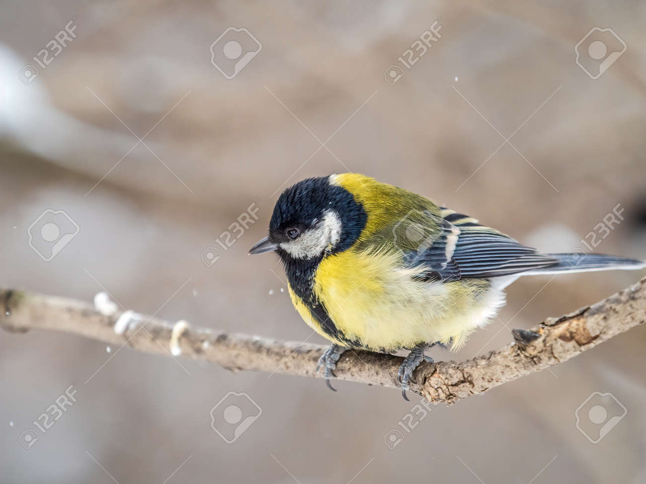 かわいい鳥シジュウカラ、秋や冬に葉のない枝に座っている鳴き鳥