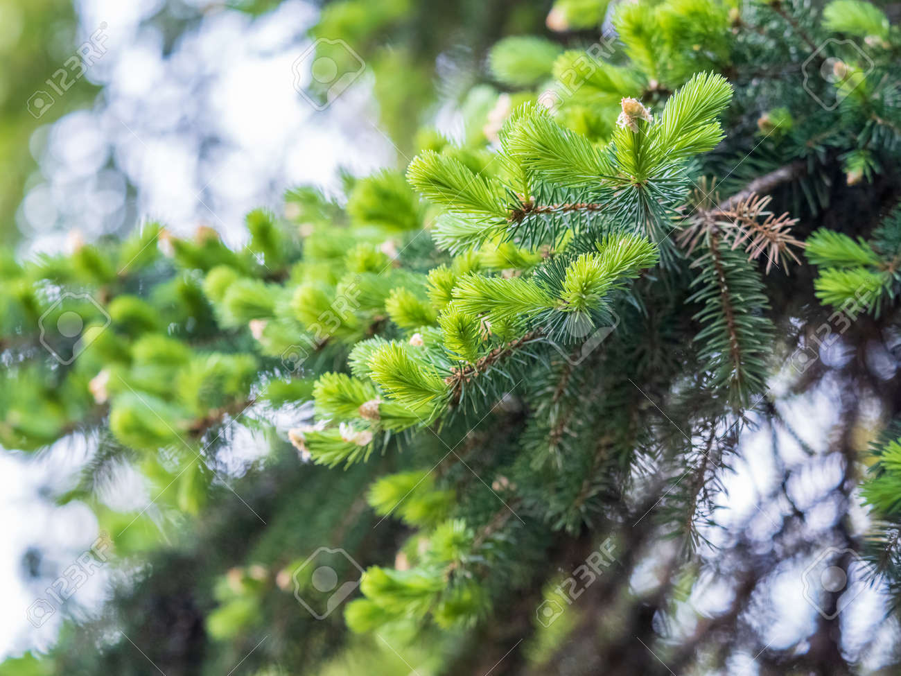 https://previews.123rf.com/images/dpotashkin/dpotashkin2206/dpotashkin220600350/187236992-fir-branches-with-fresh-shoots-in-spring-young-green-shoots-of-spruce-in-the-spring-spruce.jpg