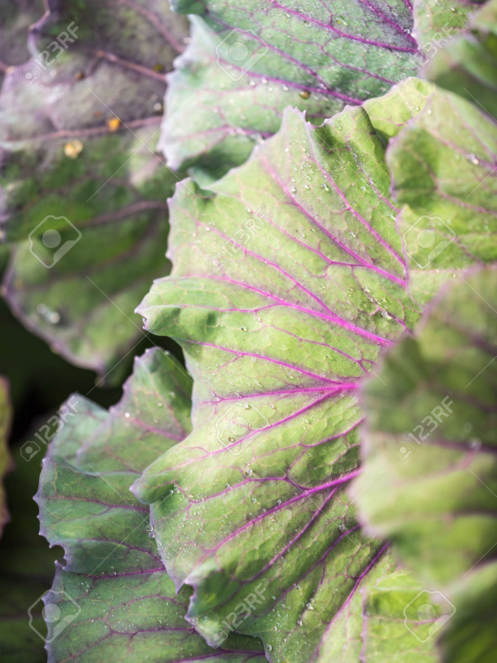 緑の葉と赤キャベツの植物の紫色の葉脈を持つ無限の畑の接写。赤