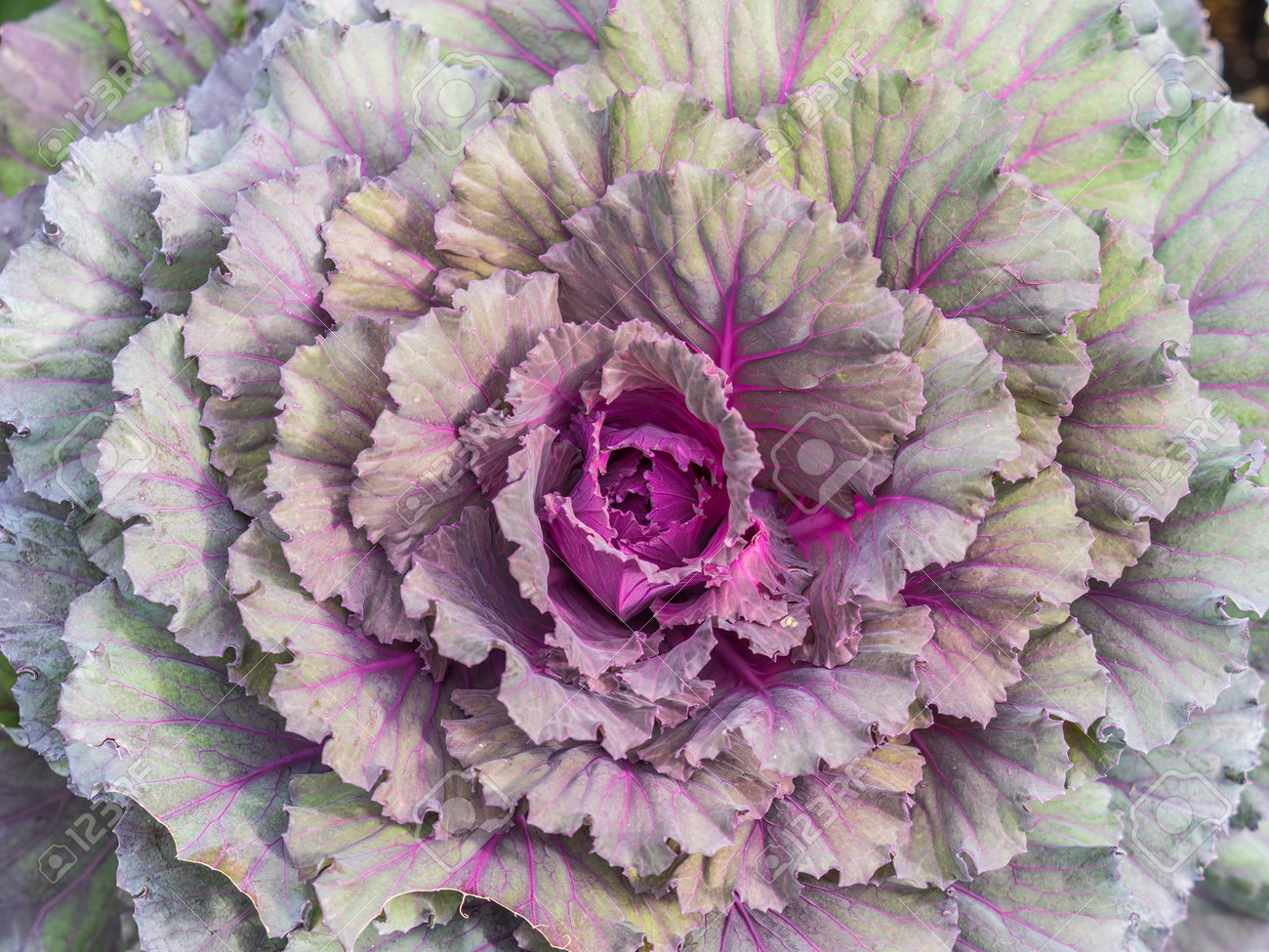緑の葉と赤キャベツの植物の紫色の葉脈を持つ無限の畑の接写。赤