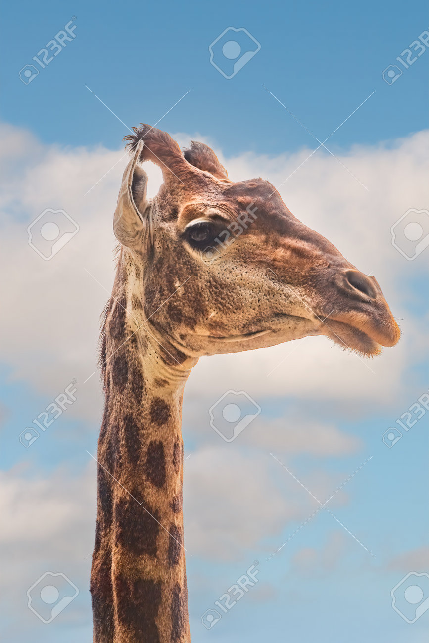 Close-up Giraffe On Blue Sky Background. Giraffes Head Against Blue Sky.  Giraffe Portrait, Close Up Stock Photo, Picture and Royalty Free Image.  Image 194401218., image size:867x1300
