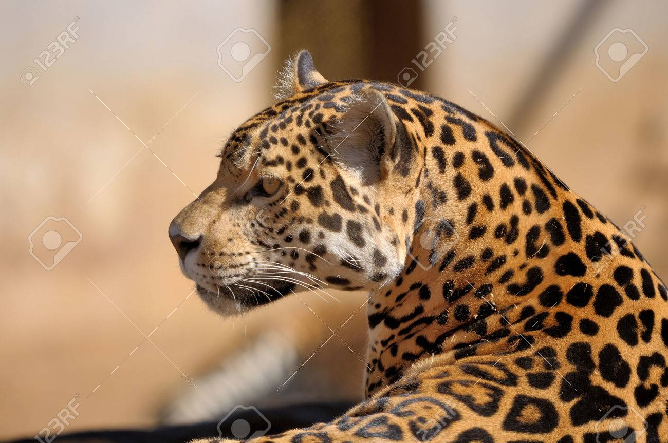 チーター、ヒョウ Onca 虎とライオンの後 3 番目に大きいネコ科