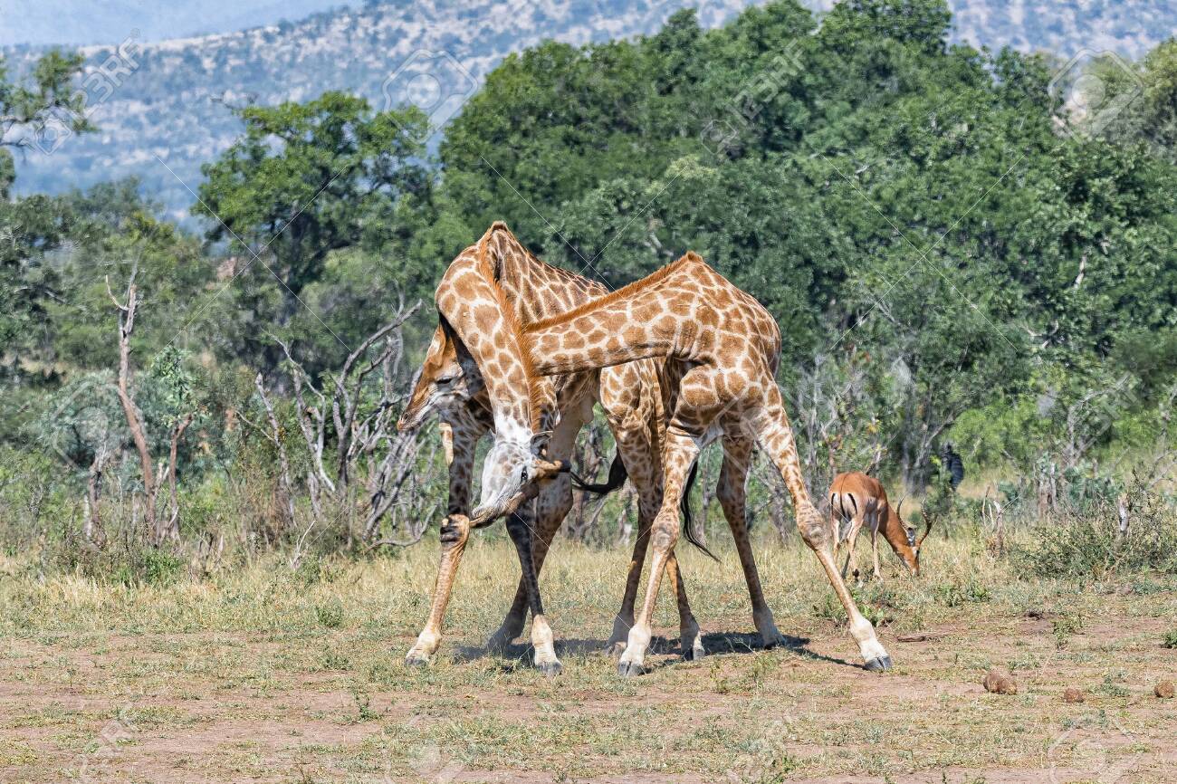 Two Bull Giraffes Fighting With Their Necks, Called Necking, In The  Mpumalanga Province Of South Africa Stock Photo, Picture and Royalty Free  Image. Image 127322915., image size:1300x866