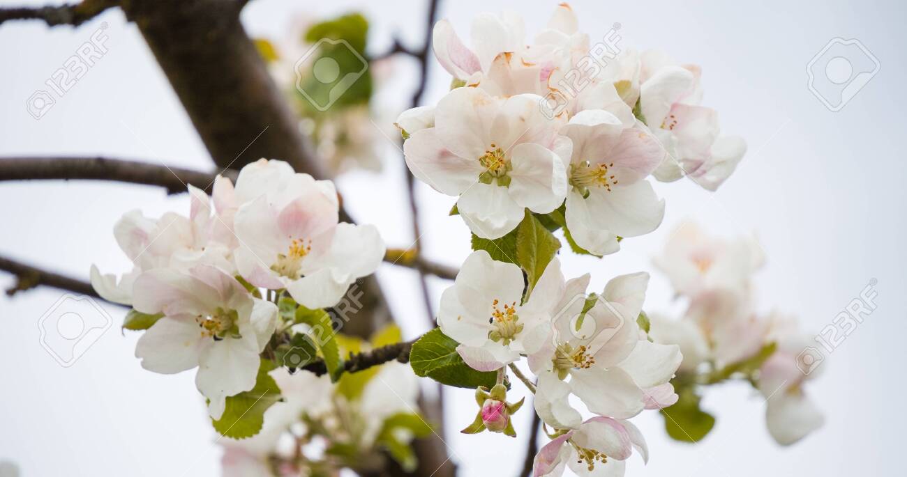 Blooming apple tree in spring with beautiful flowers. Low depth of field, close-up. Blurred light background - 147753756 Blooming apple tree in spring with beautiful flowers. Low depth of field, close-up. Blurred light background - 147753756