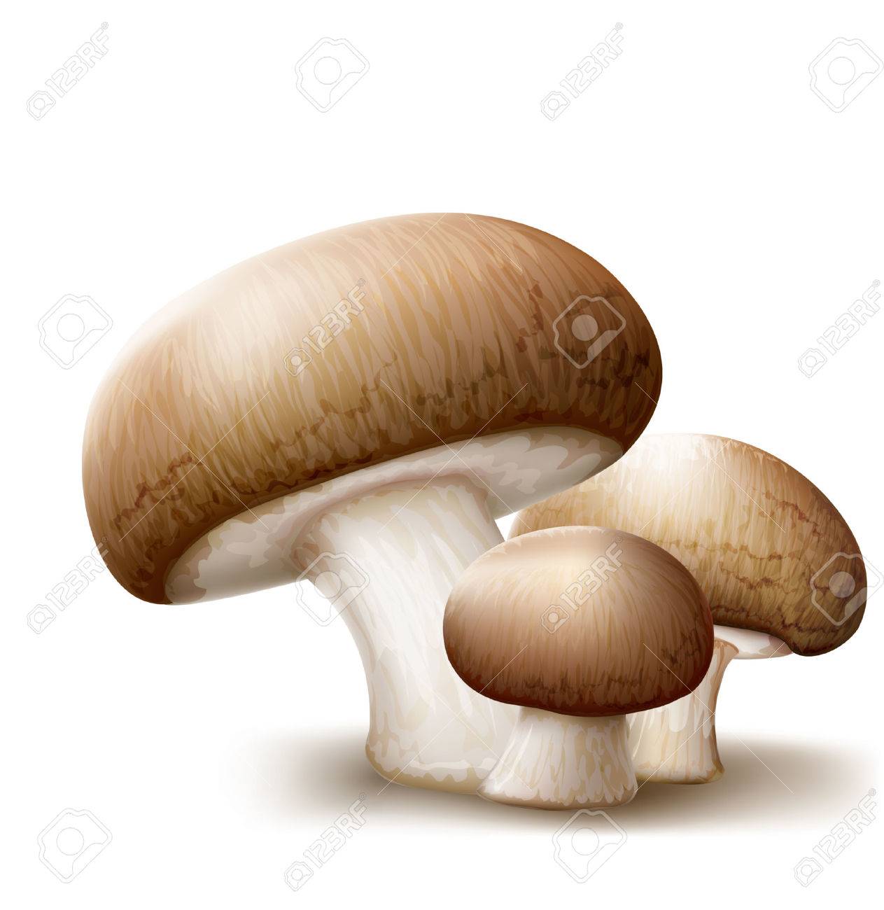 Trois Champignons Champignons De La Variete Brun Sur Fond Blanc