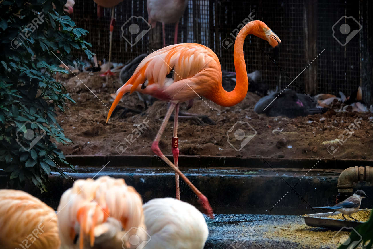 etiam-dictum-ipsum-a-felis