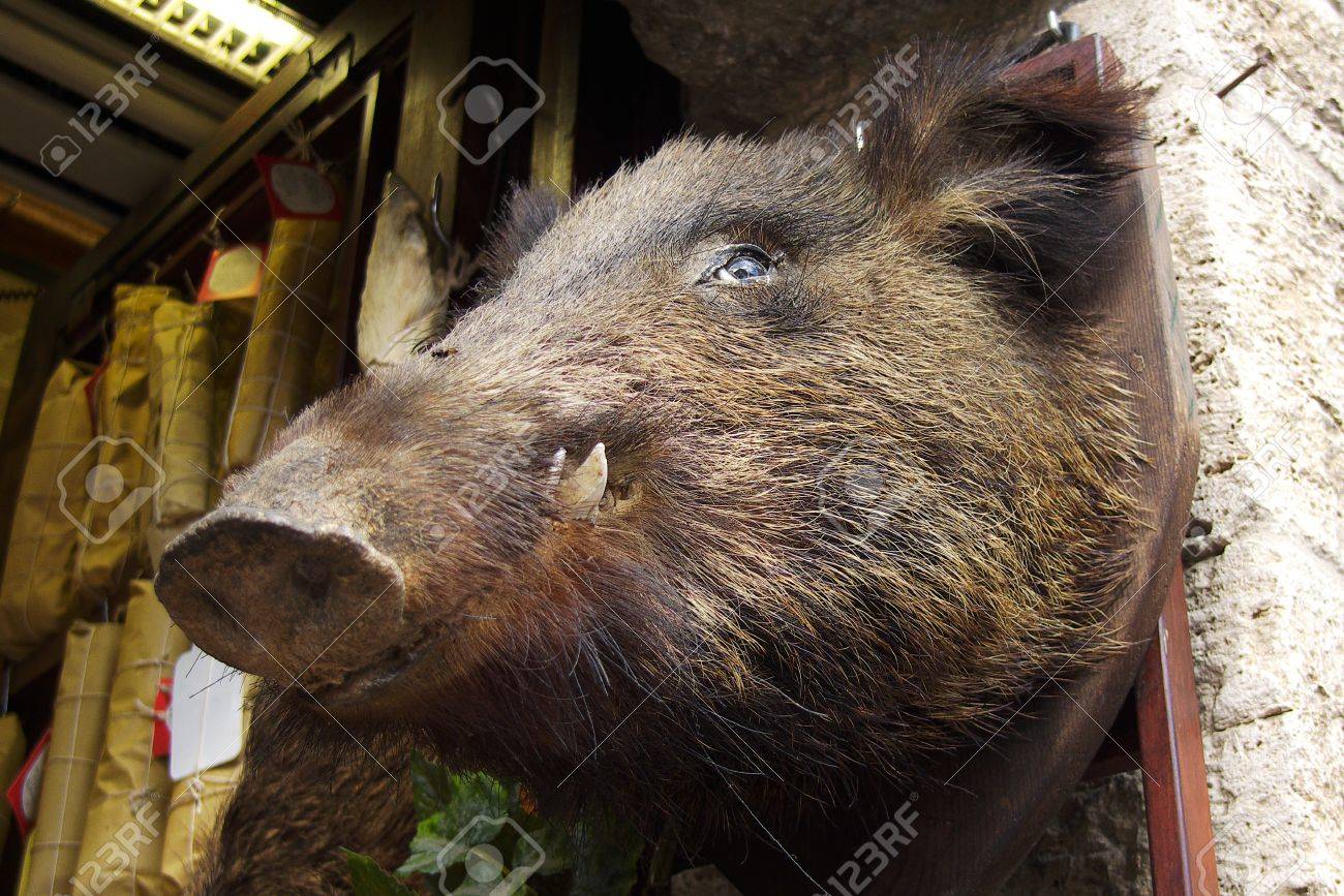 42 割引 イノシシの頭 Www Doriantrade Com