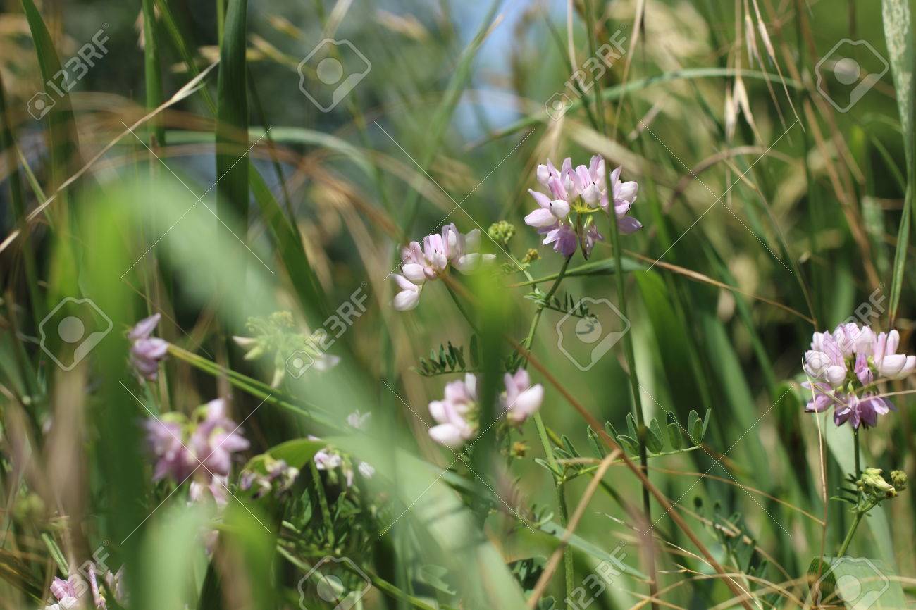 紫の花 芝生のフィールドの野生の花の輝く早朝の太陽 前景植物および草が少し ピントが合って フィールドの浅い深さは 即時手前で植物の背後にあるすべてをぼかします 紫色のクローバー Flowerstrifo の写真素材 画像素材 Image