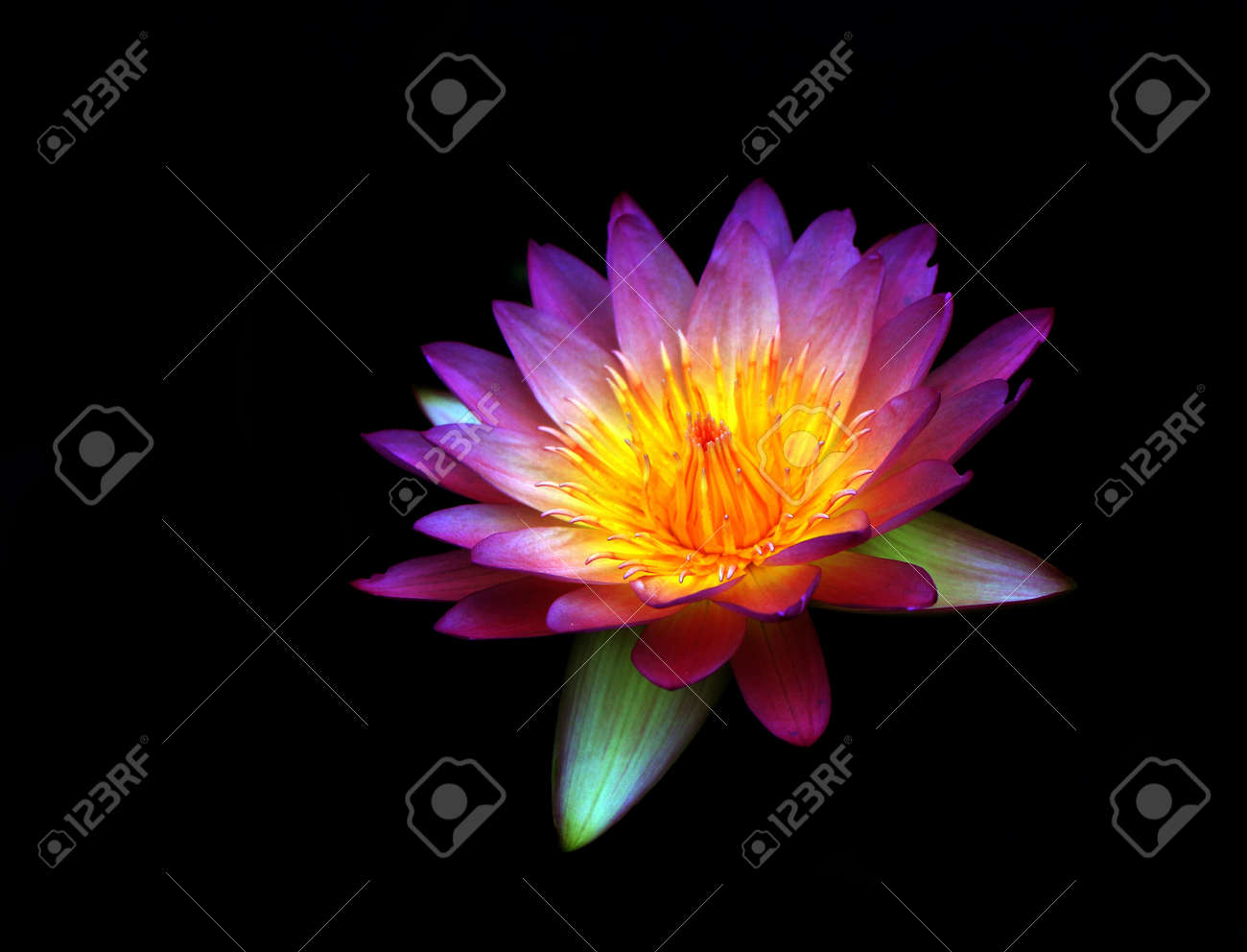 etiam-dictum-ipsum-a-felis