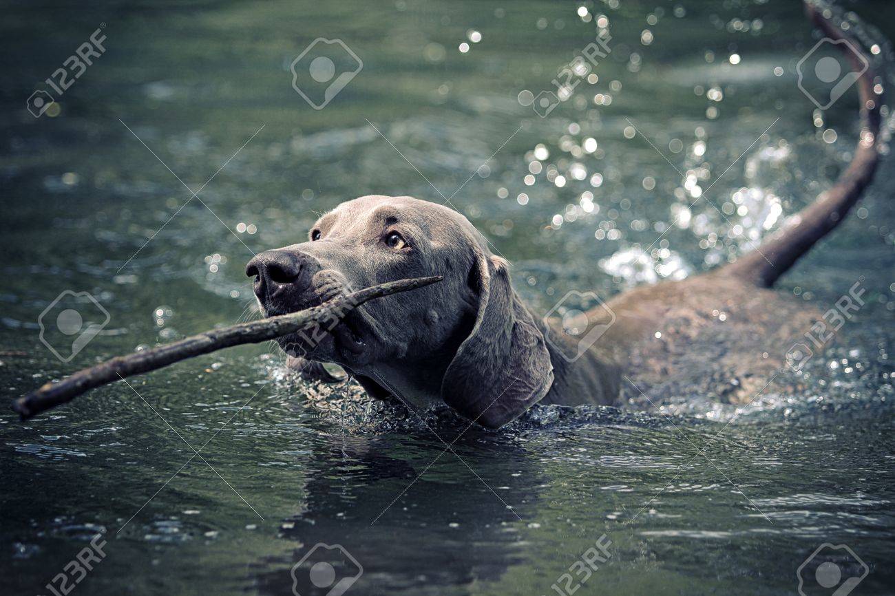 ワイマラナー犬が杖で青い水の湖で泳ぐ の写真素材 画像素材 Image