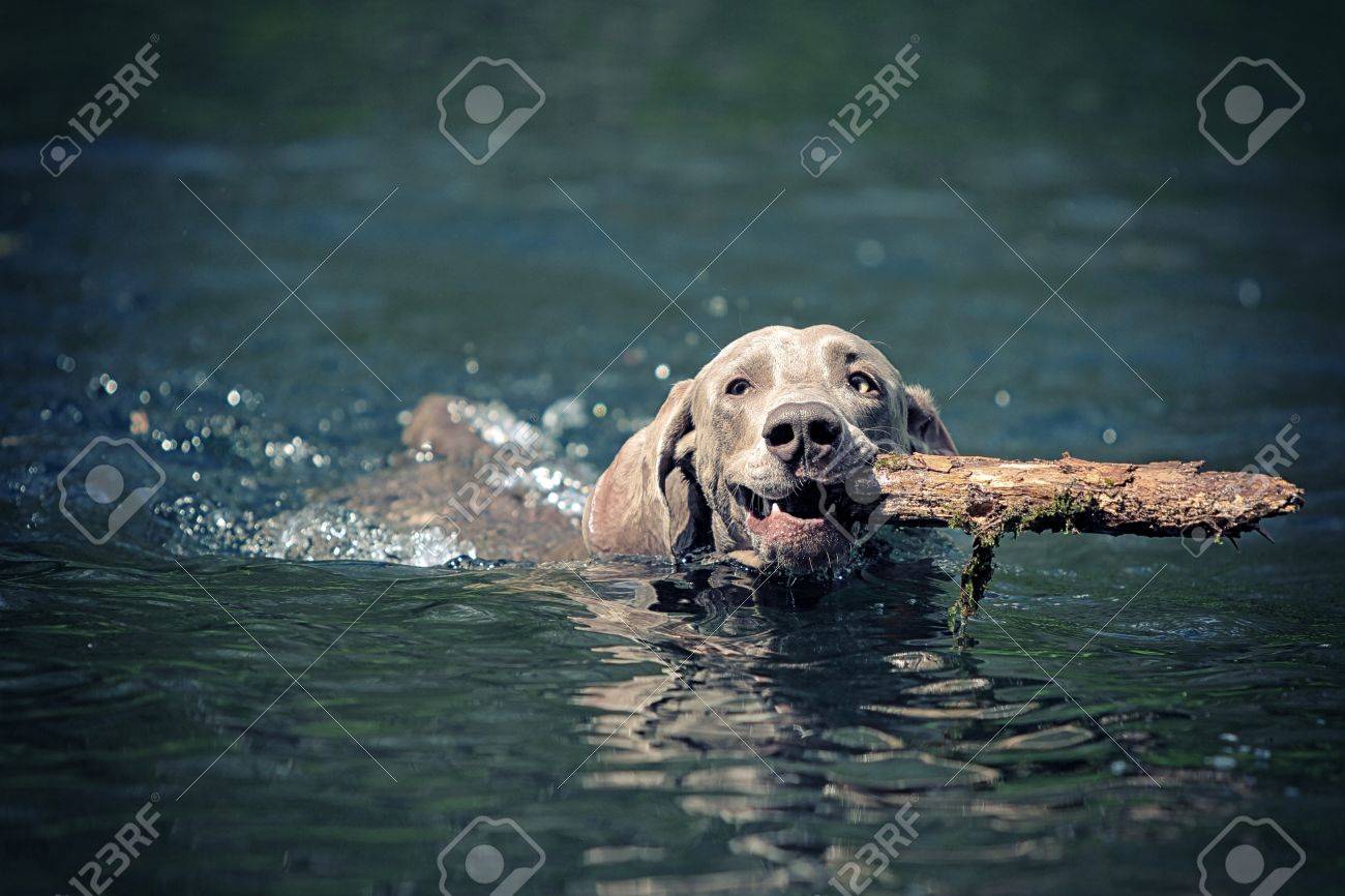 ワイマラナー犬が杖で青い水の湖で泳ぐ の写真素材 画像素材 Image