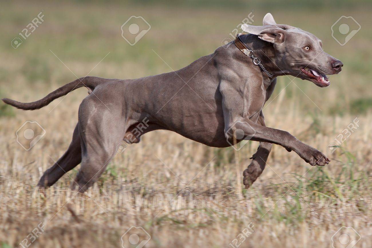 ワイマラナー犬杖と青い水の湖で泳ぐ の写真素材 画像素材 Image