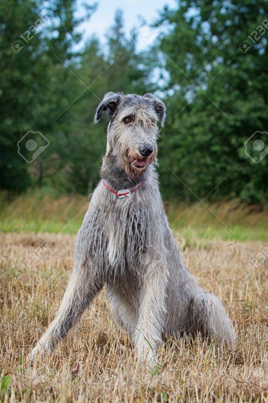 Last Giant Grey Irish Hound Irish Wolfhound Dog Head Stock Photo