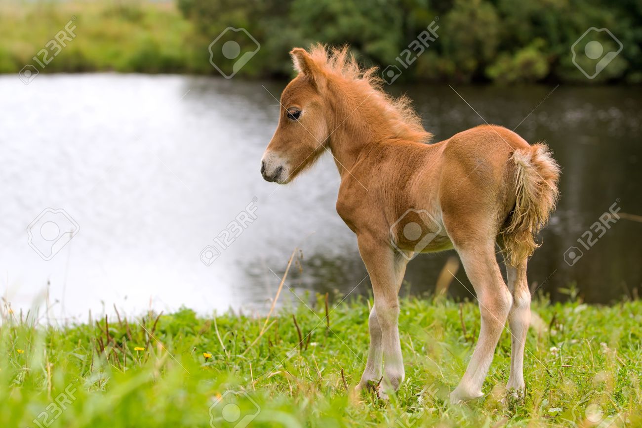 Foal Mini Horse Falabella Stock Photo, Picture and Royalty Free Image.  Image 15217477., image size:1300x866