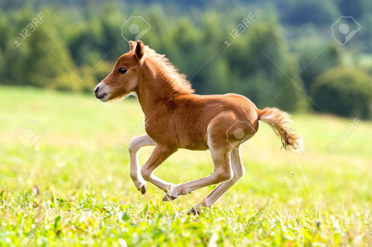 Adorable White and Black Miniature Horse Foal in Pennsylvania Stock Image -  Image of animal, black: 121127197, image size:1300x866