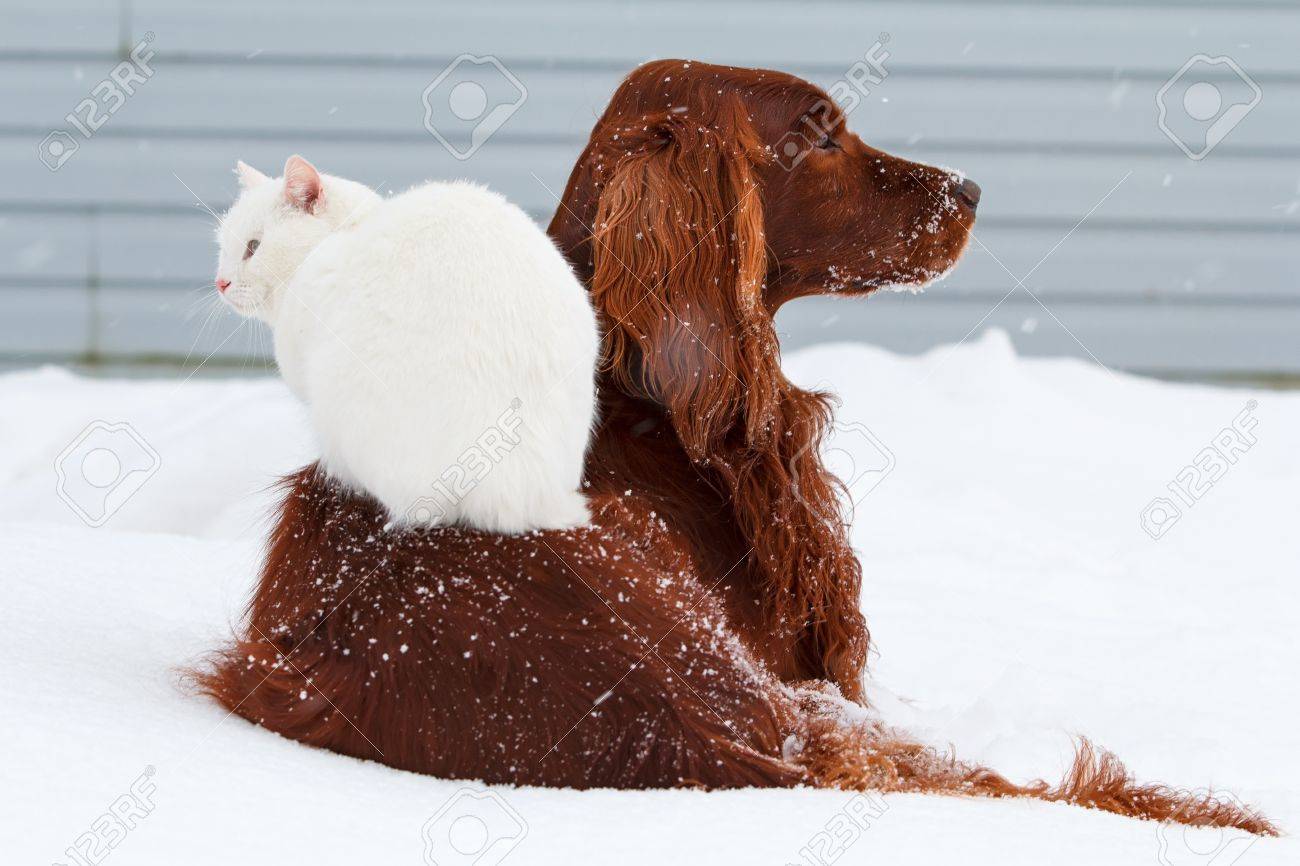 irish setter and cats