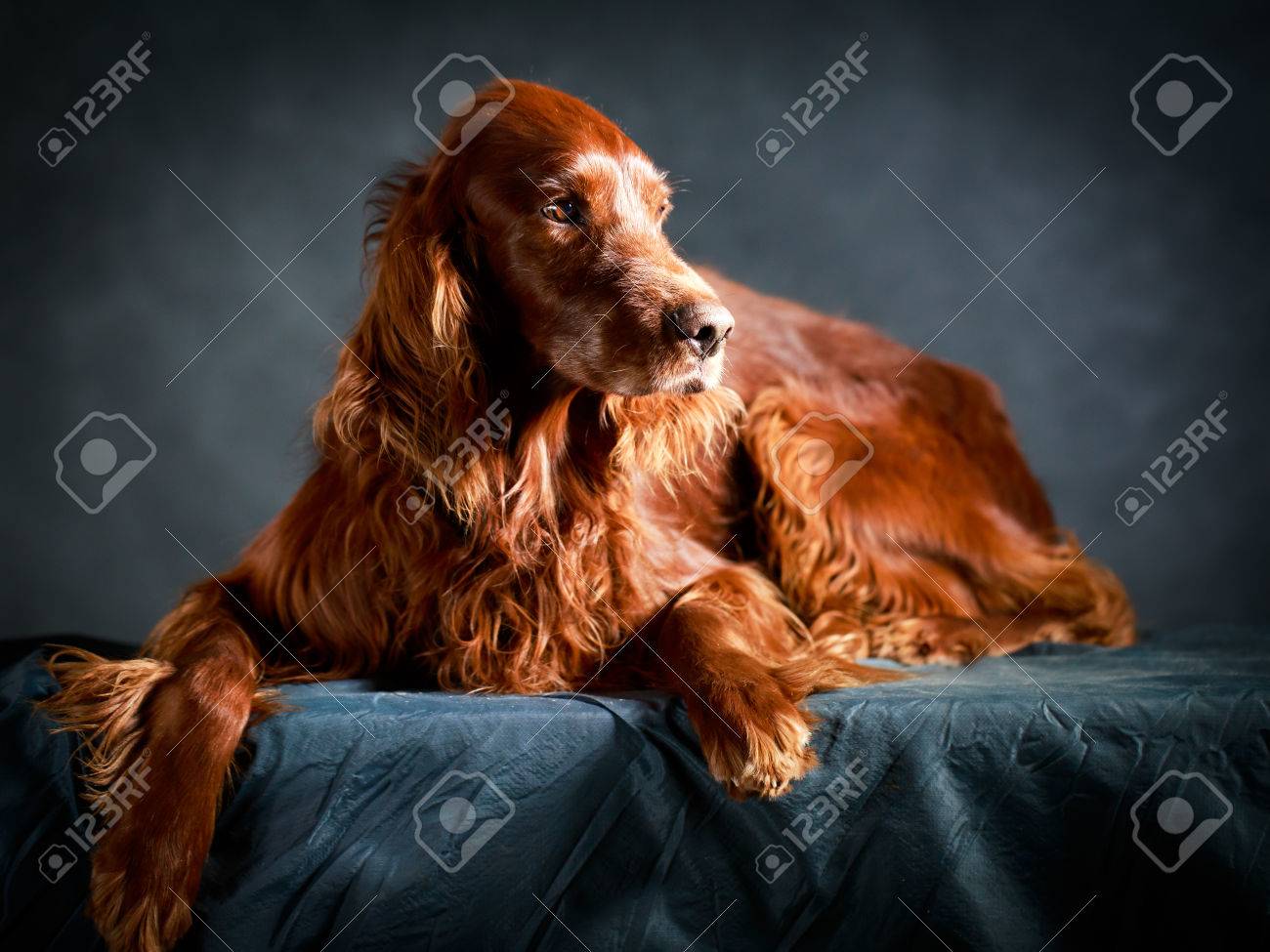 etiam-dictum-ipsum-a-felis