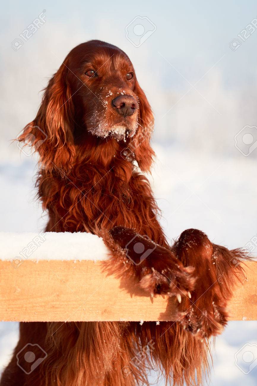 Red Irish Setter Dog Stock Photo, Picture and Royalty Free Image. Image  25210570., image size:866x1300