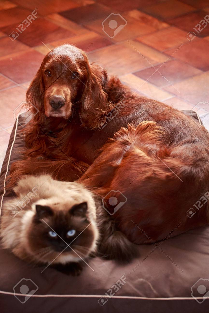 irish setter and cats