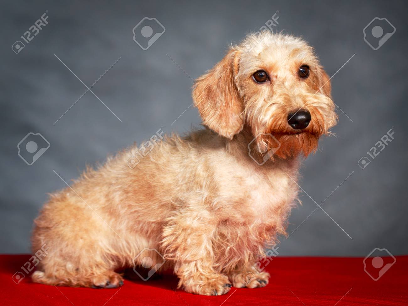 wire haired weenie dog