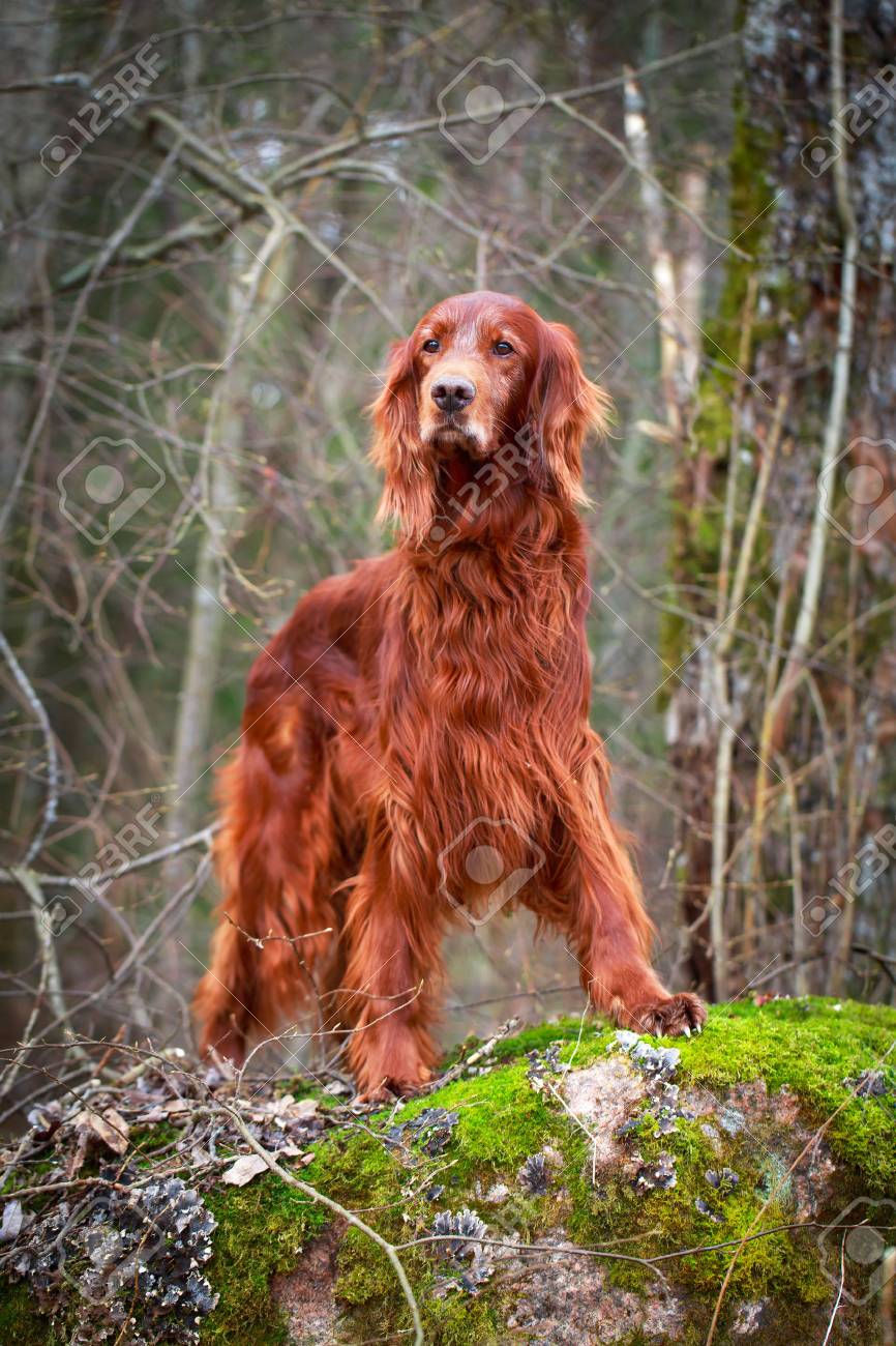 Red Irish Setter Dog Stock Photo, Picture and Royalty Free Image. Image  27545537., image size:866x1300